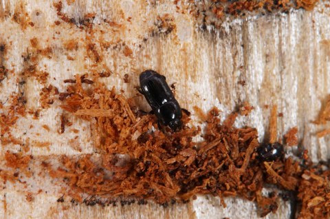 Borkenkäferantagonisten: Imago eines Stutzkäfers (Paromalus spec.) im Brutbild des Zwölfzähnigen Kiefernborkenkäfers (Ips sexdentatus)
