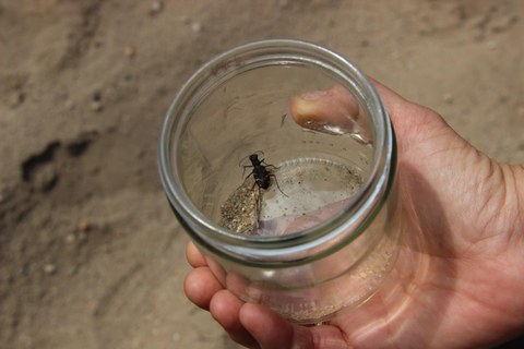 Die Sandflächen des ehemaligen Truppenübungsplatz sind ideales Habitat für Sandlaufkäfer (Cicindela spec.)