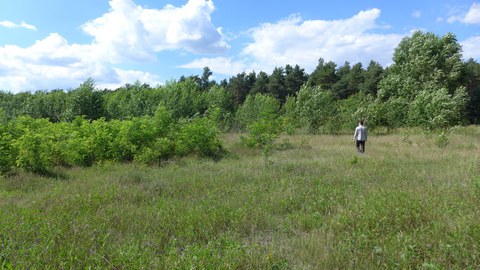 Robinien- und Pappelkurzumtriebsplantage bei Cahnsdorf