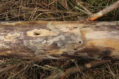Larvenfraßbild und Ausbohrloch des Bäckerbocks (Monochamus galloprovincialis)