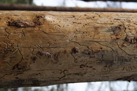 Brutbild des Zwölfzähnigen Kiefernborkenkäfers (Ips sexdentatus) im Splintholz