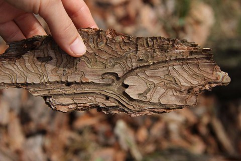 Brutbild des Zwölfzähnigen Kiefernborkenkäfers (Ips sexdentatus) in der Rinde