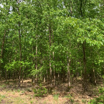 Northern red oak stand as fire break: due to its dense growth and big leaves there is nearly no ground vegetation