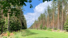 Forest aisle used for hunting but also as pathway for firefighters. This would be even more effective if the smaller spruce trees beneath the pines would be taken out within 15 m from the aisle. 