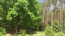 Comparison of a northern red oak (left) and an old pine stand (right): while red oak hinders the growth of ground vegetation, pine trees let more light come to the ground, fostering ground vegetation