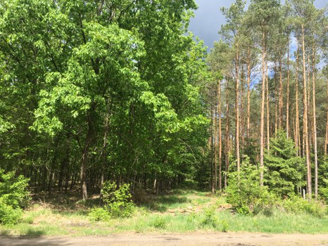 Comparison of a northern red oak (left) and an old pine stand (right): while red oak hinders the growth of ground vegetation, pine trees let more light come to the ground, fostering ground vegetation