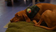 Niva, our most loyal audience