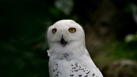 Schneeeule