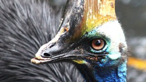Casuarius casuarius