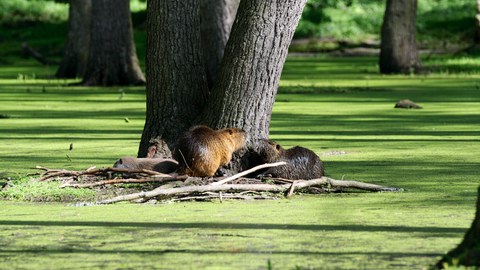 Nutria