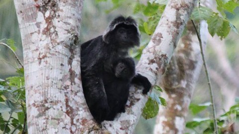 Trachypithecus auratus