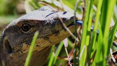 Varanus salvator