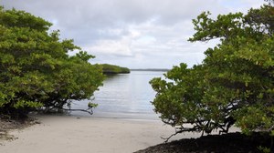 Blick durch den Mangrovenwald auf den Strand und den dahinterliegenden Ozean