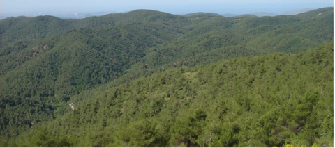 Brutia pine stands in the coastal region of Syria