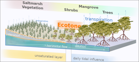 Mangrove-Saltmarsh ecotone patterns