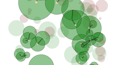 Plot of mangrove tree network