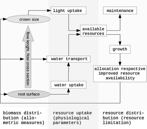 Model structure of 'Bettina'