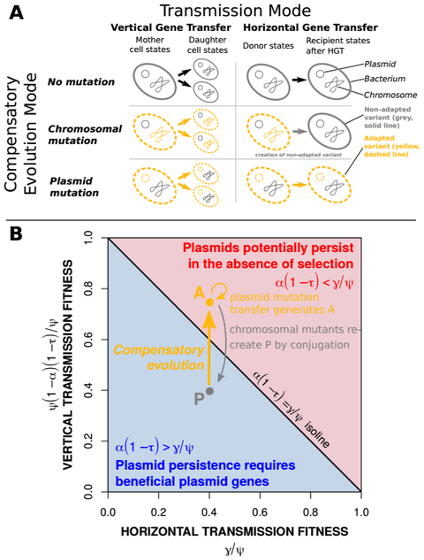 Forschungsfrage der Simulationsstudie: Wie wirkt sich die Übertragungsmöglichkeit einer Kompensations-Mutation auf die Fitness eines Plasmids aus?