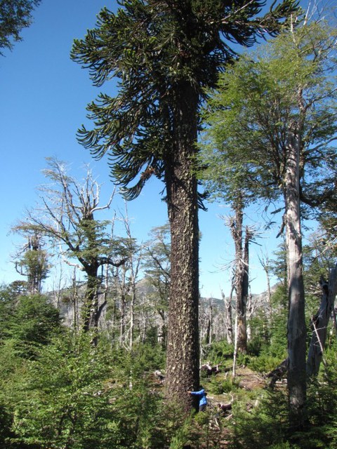 Ein Foto, das eine Person neben einem großen Araucaria araucana Baum zeigt