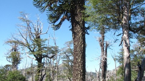 Ein Foto, das eine Person neben einem großen Araucaria araucana Baum zeigt