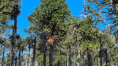 Mixed Araucaria araucana - Nothofagus pumilio forest standin La Fusta reserve, south-central Chile, on 07.01.2021, affected by cattle browsing and forest fires.