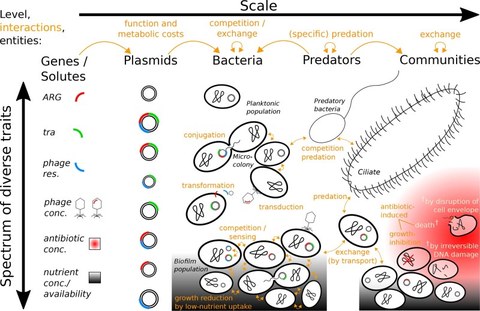 Entitäten, Zustandsvariablen und Skalen mit Relevanz für die Ökologie plasmid-kodierter Antibiotikaresistenzen.