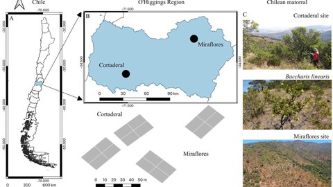 Karte der Standorte im Untersuchungsgebiet in Chile sowie Bilder der Strauchgemeinschaften