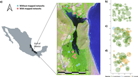 Study site and root network maps located on the central coast of the Gulf of Mexico.