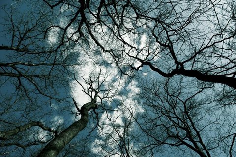 Blick in die Baumwipfel. Die Kronen mehrerer Bäume ohne Blätter sind zu sehen. Dahinter der blaue Himmer mit einer weißen Wolke.