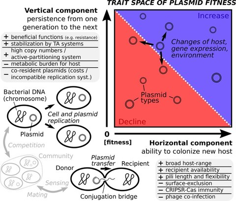 Horizontale und vertikale Transmission sowie Einflussfaktoren, die die Fitness von Plasmiden bestimmen