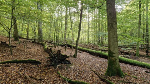 Kernzone des UNESCO-Weltnaturerbes Alte Buchenwälder seit 1961 Totalreservat.