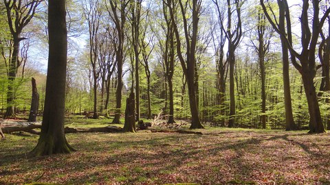 Buchenwald Rügen