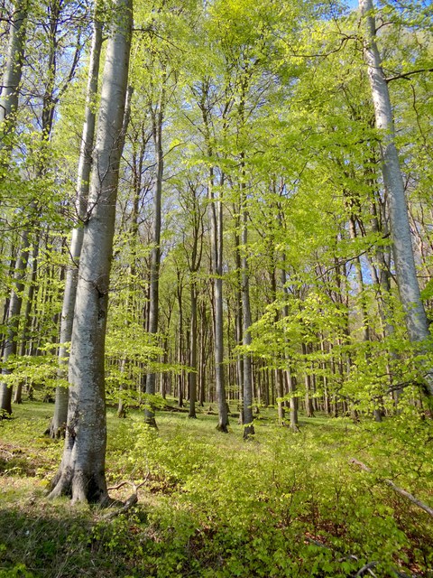 Buche auf Rügen