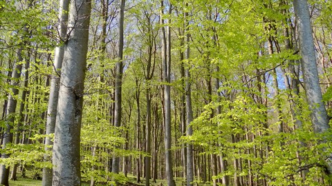 Beech on Rugia island