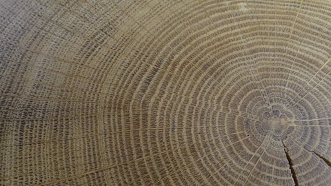 oak tree rings