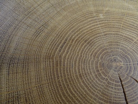 oak tree rings