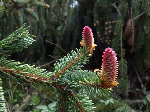 Norway spruce