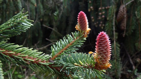 Norway spruce