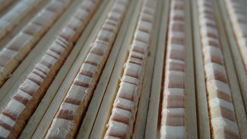 Tree rings of Scots pine