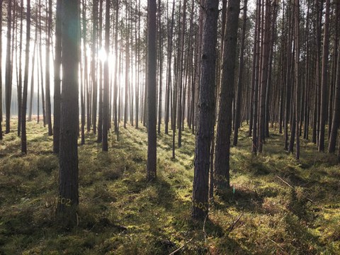 Herkunfsversuch Waldkiefer