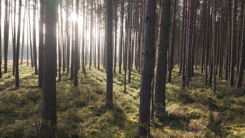 Herkunfsversuch Waldkiefer