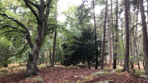 European yew on the Darss-Zingst peninsula