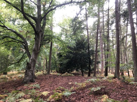 European yew on the Darss-Zingst peninsula