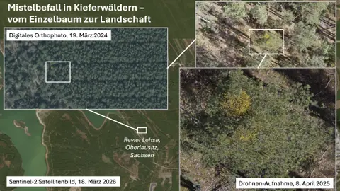 Waldkiefer mit Mistelbefall