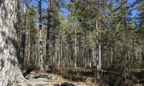 Waldkiefer  