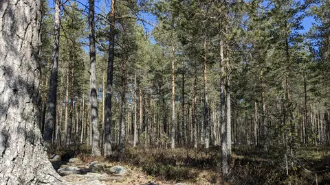 Waldkiefer  