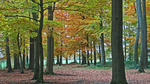 Buchenwald im Herbst