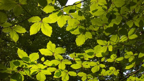 Beech leaves
