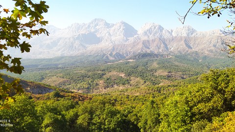 Walnut forests of Kyrgyzstan