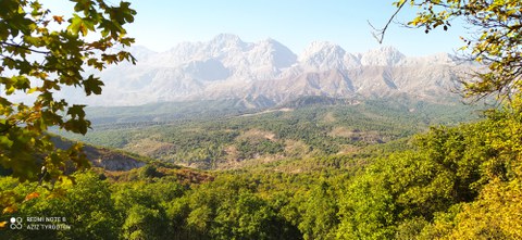 Walnut forests of Kyrgyzstan